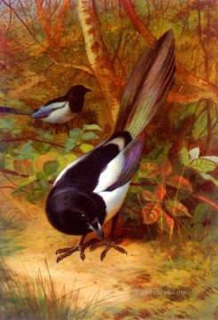  paja Lienzo - Urracas Archibald Thorburn pájaro